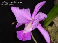 cattleya-walkeriana-4.jpg