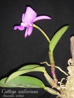 cattleya-walkeriana-2.jpg