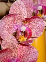Phal. Taida Auckland 003.jpg