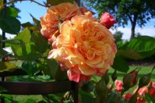 Aloha (Kordes Aloha2.jpg