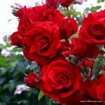 rose_rot_kletterrose_amadeus_kordes_01_1.jpg