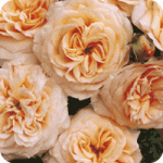 Amber Abundance2.gif