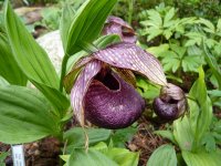 Cypripedium tibeticum ssp. calcicola.jpg