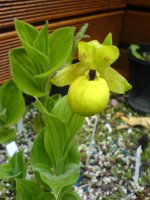 cypripedium flavum.jpg