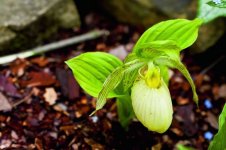 cypripedium fasciolatum.jpg