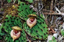 Cypripedium margaritaceum.jpg