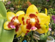 phal. Chielung Girl.jpg