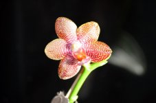 DSC_0004.jpg