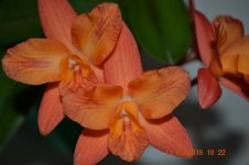 DSC_5781.jpg