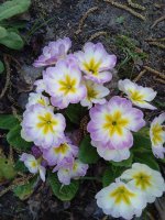 IMG_20180512_134411.jpg