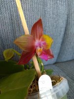 IMG_20180824_145025.jpg
