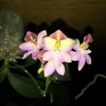 IMG_0010.jpg