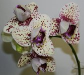 Haur-Jin-DiamondXChain-Xen-Pearl-2-mutation-popup.jpg