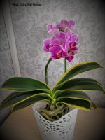 P.Sogo Vivien.jpg