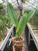Laeliocattleya Tyl Belle 'Fantasy' (Tyl x Edgard Van Bele).jpg