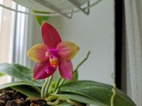 IMG_20200504_125556.jpg