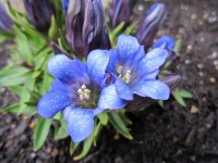 Gentiana-scabra-Bunge.jpg