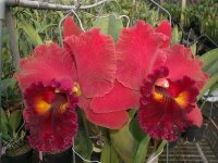 Blc. Shinfong Emperor.jpg