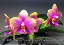AL_Redsun_Queen_Carribean_Sunset0.jpg