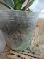 p. Yaphon Pink Bee Lycasteode   m3.jpg