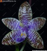 phalaenopsis lueddemanniana blue.jpg