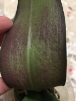 F029583A-E71D-4D76-8D97-44D69B074FB7.jpeg