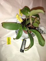 Cattleya Peckhaviensis (2)m.jpg