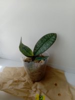 IMG_20200701_125003.jpg