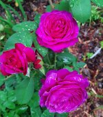 20200705_094219.jpg