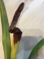 IMG_6205.JPG