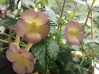 IMG_20200708_160657.jpg