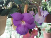 IMG_20200708_160739.jpg