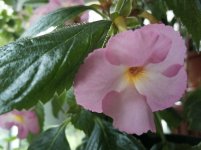 IMG_20200708_160832.jpg