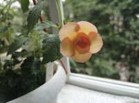 IMG_20200708_161004.jpg