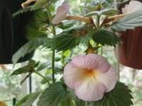 IMG_20200708_161037.jpg