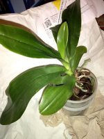 Phal. Lueddemaniana Taiwan Red x Lueddemaniana Taiwan Dark Red    m3.jpg