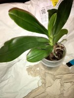 Phal. Lueddemaniana Taiwan Red x Lueddemaniana Taiwan Dark Red    m2.jpg