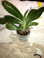 Phal. Lueddemaniana Taiwan Red x Lueddemaniana Taiwan Dark Red    m1.jpg