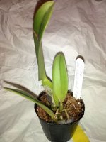 Rlc.Taiwan Good Life    (m4).jpg