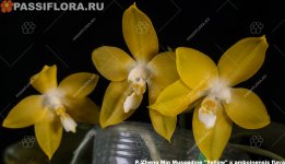 Zheng Min Muscadine %22Yellow%22 x amboinensis flava1.jpg