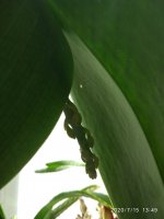 IMG_20200715_134923.jpg