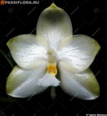 yaphon database white.jpg