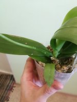 IMG_20200717_105121.jpg