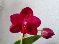 Mituo King Big Pink..jpg