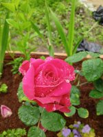 IMG20200724175645.jpg