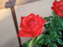 IMG20200716211841.jpg
