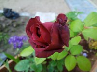 IMG20200716211749.jpg