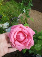 IMG20200711095211.jpg
