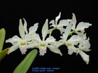 Laelia crispa v. carnea.jpg