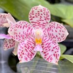 mainshow_taiwan_CDMM0HfB8Mn.jpg